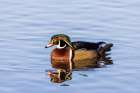 Wood Duck male in wetland-Marion County-Illinois Art Print